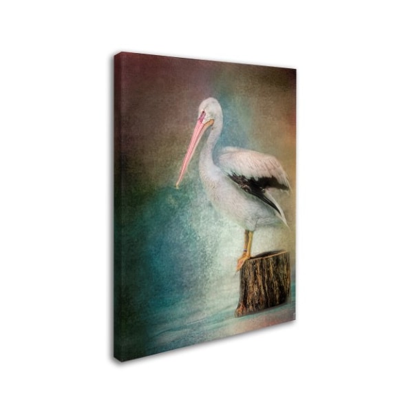 Jai Johnson 'Perched Pelican' Canvas Art,35x47